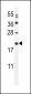 MIA40 Antibody (C-term)